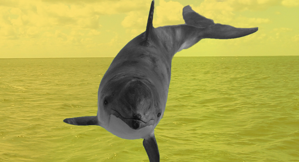 В Крыму все чаще гибнут дельфины