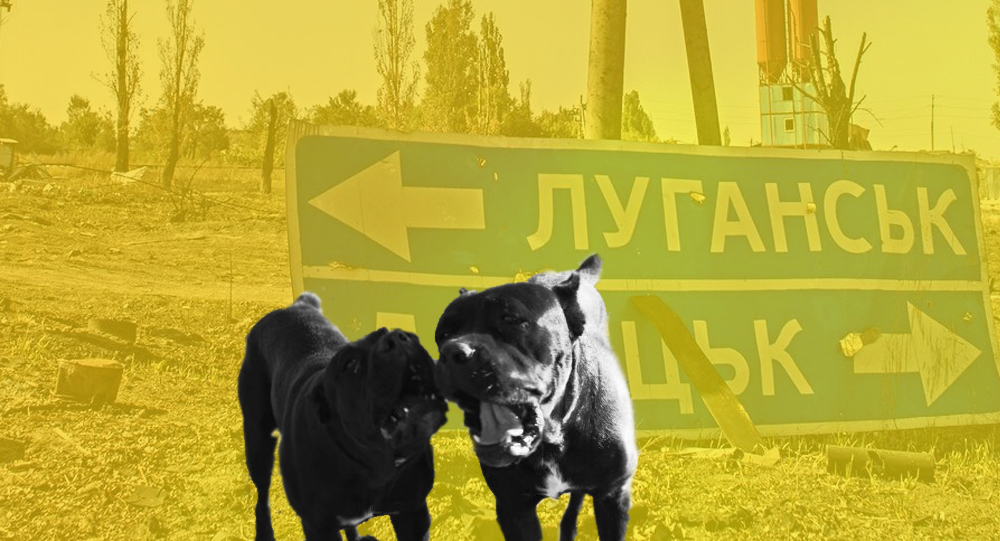 Донбасс атакуют брошенные и дикие животные