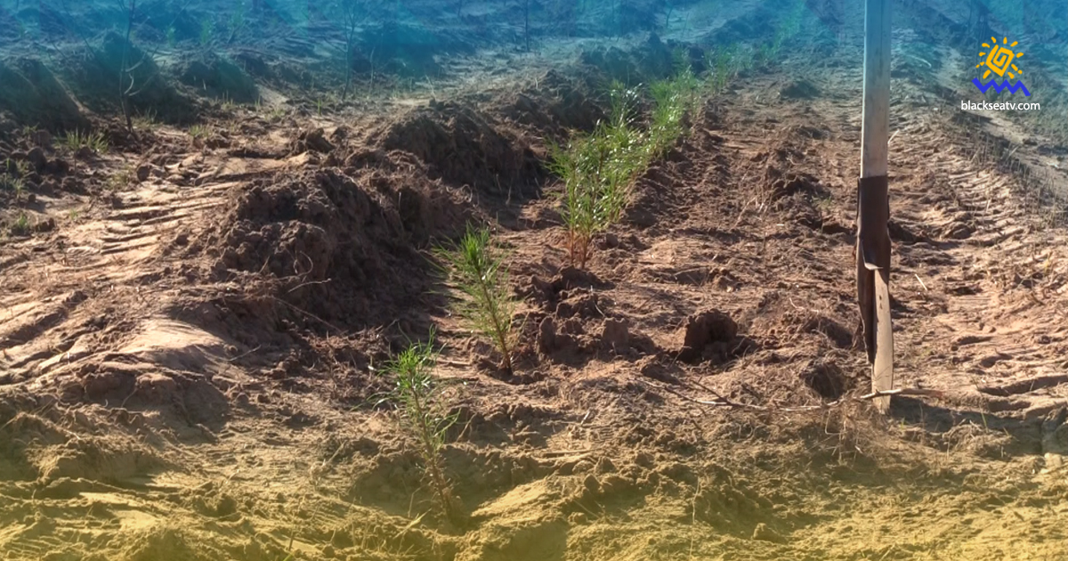 Мешканці Луганщини садять нові ліси замість згорілих