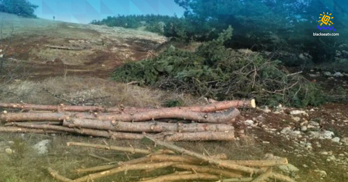Окупанти знищують ліс на Ай-Петрі в Криму