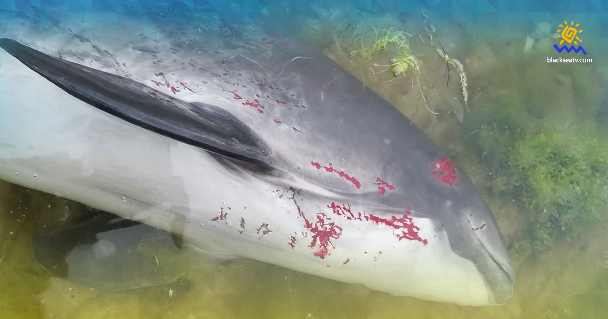 Рашисти спровокували загибель тисяч дельфінів у Чорному морі